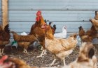 Ministério da Agricultura proíbe aglomeração de aves em todo Brasil