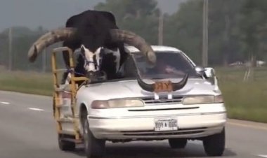 Homem é parado pela polícia americana por dirigir com touro em veículo adaptado