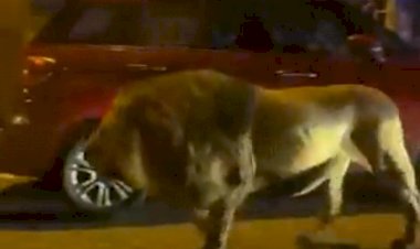 Leão escapa de circo na Itália