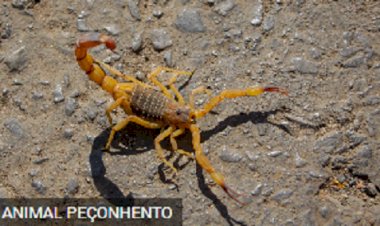 Alerta! A Presença de Escorpiões Aumenta com as Chuvas: Como Prevenir e Onde Buscar Ajuda?
