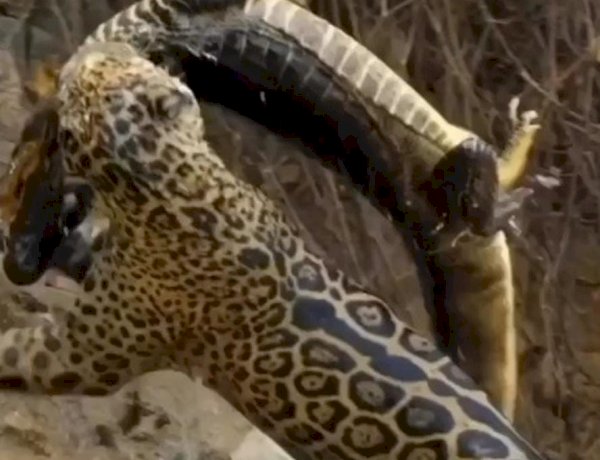 Onças-pintadas: predadoras de jacarés