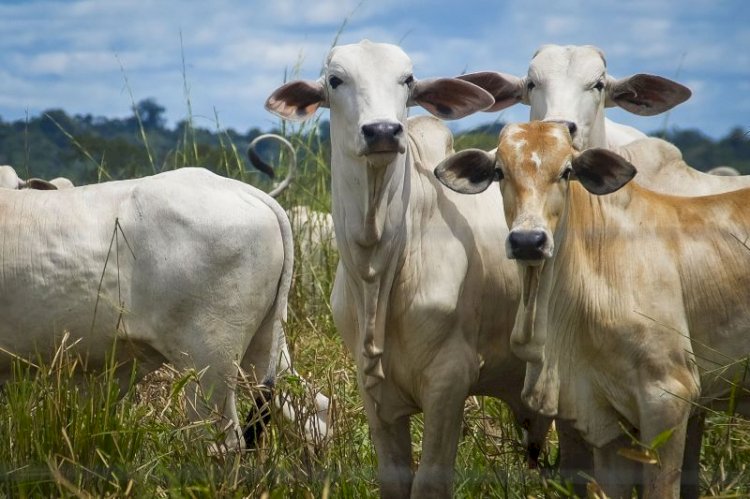 Doença da vaca louca é confirmada pela Agência de Defesa Agropecuária do Estado do Pará